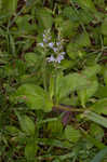 Common gypsyweed